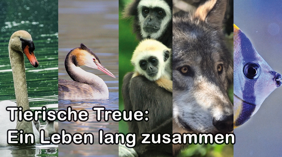 alt-"Tierische Treue - Tierreich - Tierwissen - Tiere - Tierlexikon - Freunde Hauptstadtzoos"